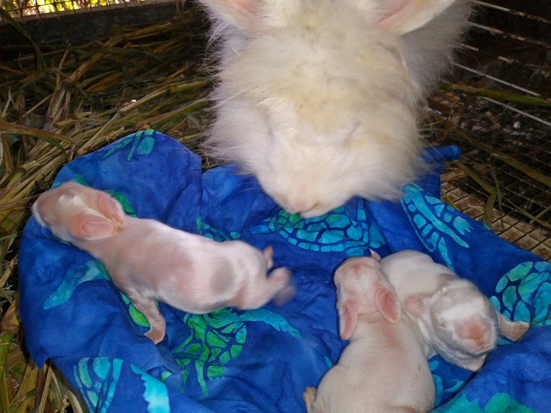 fat baby bunnies