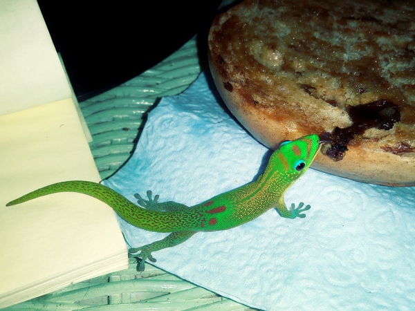 gold dust day gecko licking a bagel
