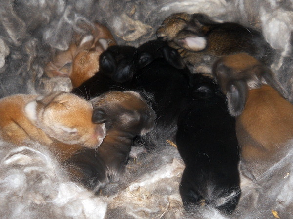 nest of young bunnies