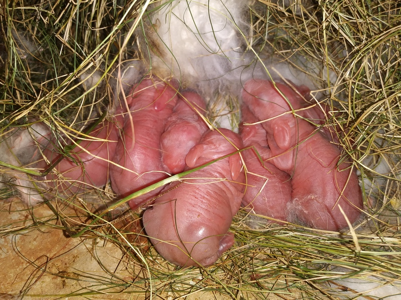 pink newborn baby bunnies