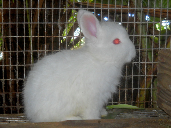 young white bunny