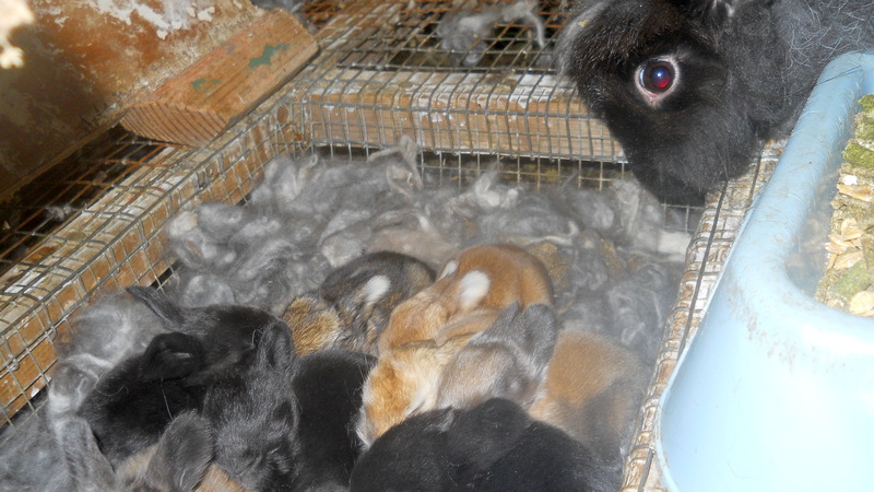 baby bunnies in nest