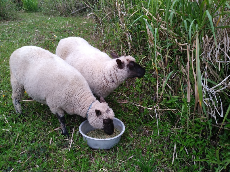 Two Sheep!