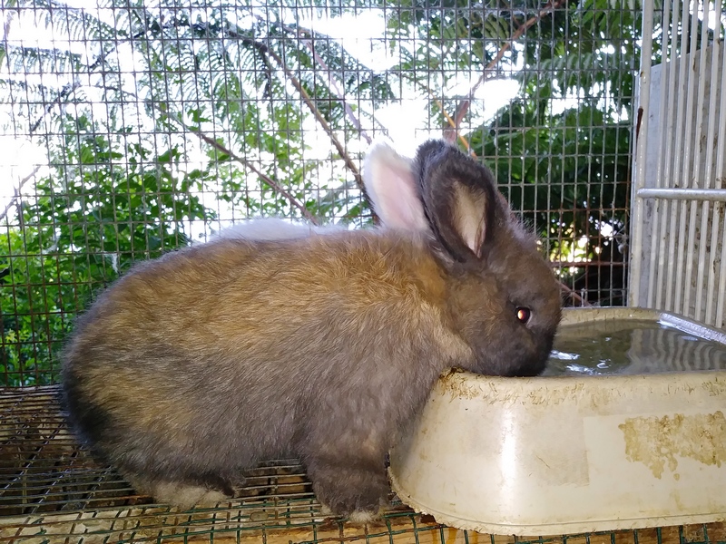 baby bunnies drinking water