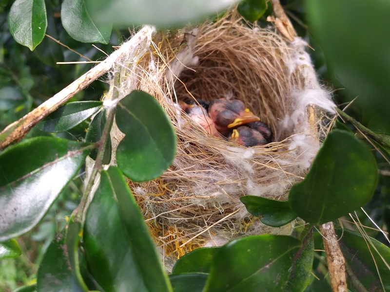 bird nest in the hedge
