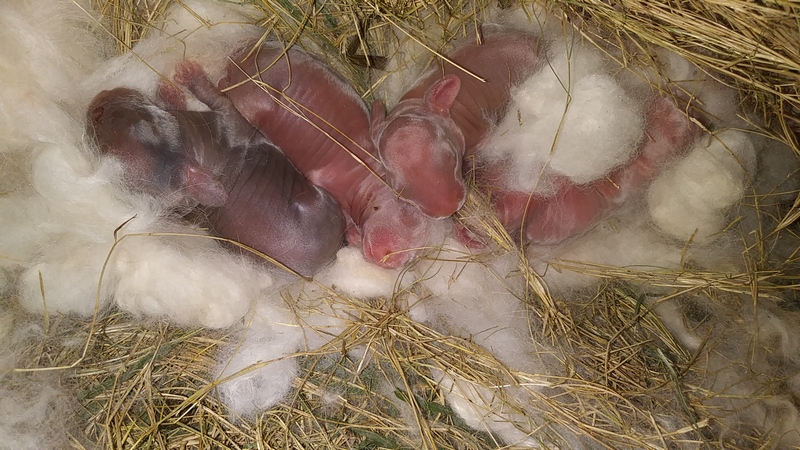 newborn baby bunnies