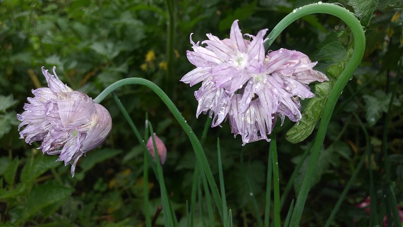 purple onion flower