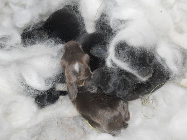 baby bunnies in their nest