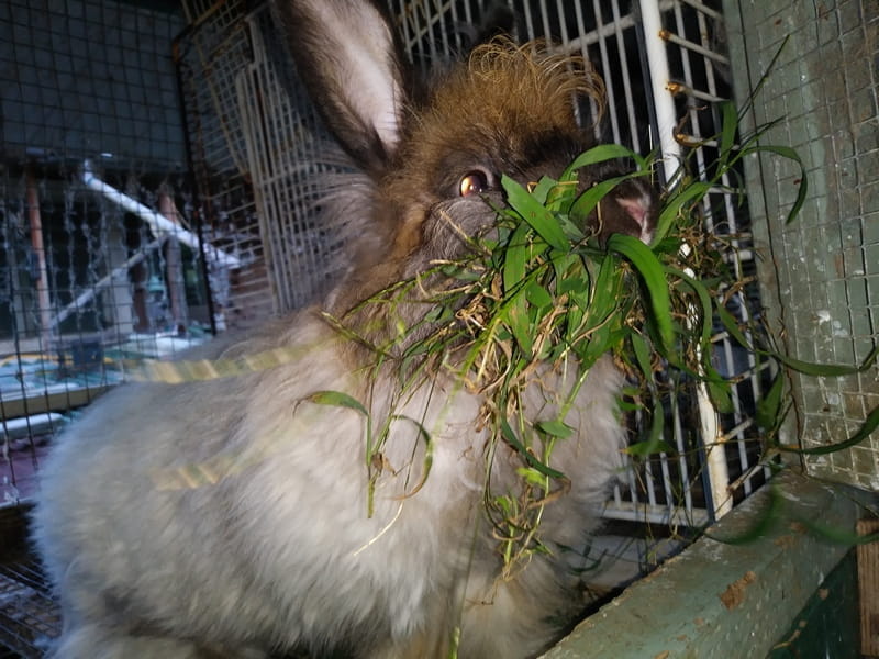 Buttercup with a grass moustache