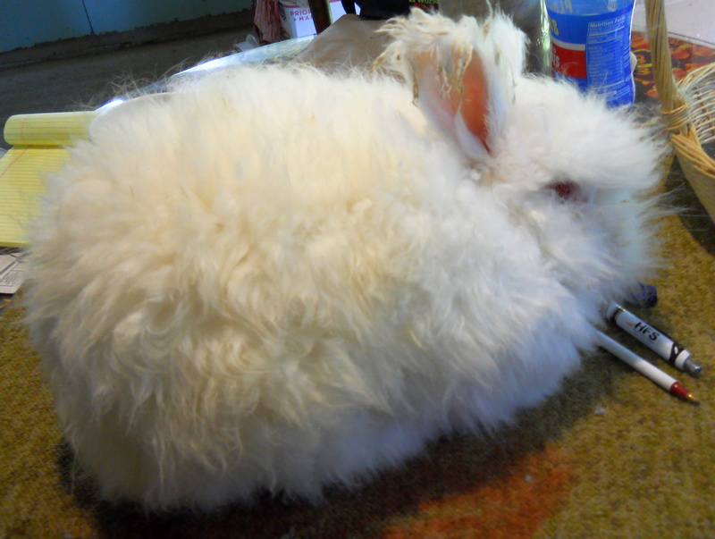 white bunny before haircut