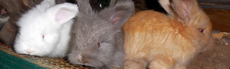 three baby bunnies