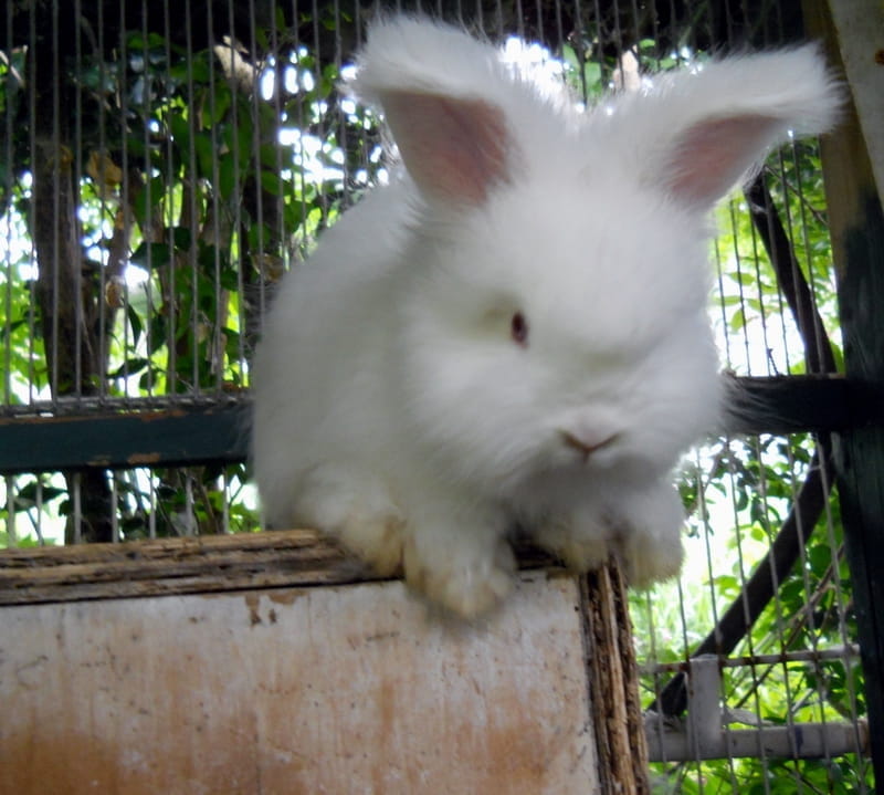 Hillside Zeus, our Ruby Eyed White buck