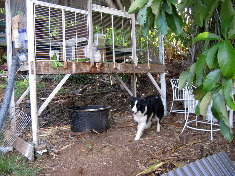 wood framed bunny hutch on a hillside with busy border collie in front