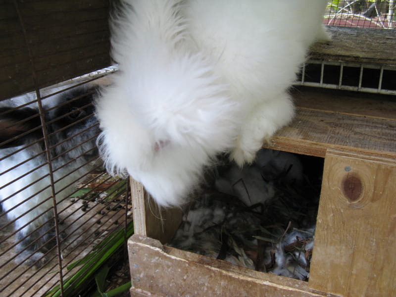 Cloud and Zephyr visiting through the wire