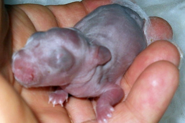 Newborn Tortoiseshell Baby Bunny