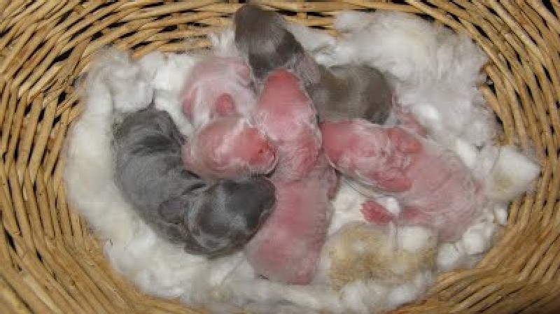 baby bunnies in a basket