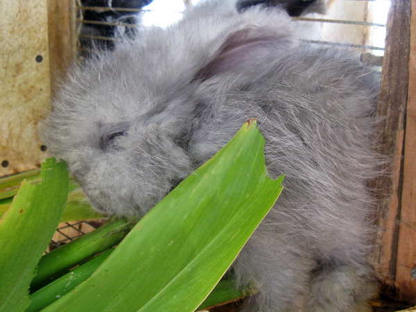 lilac baby bunny