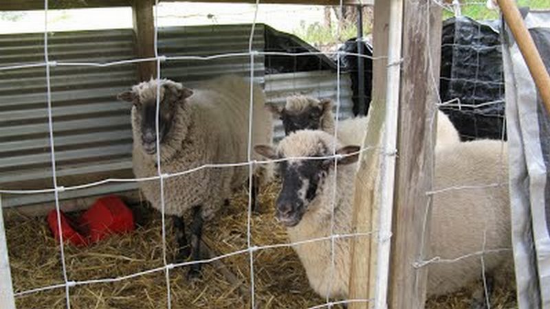 clun forest sheep