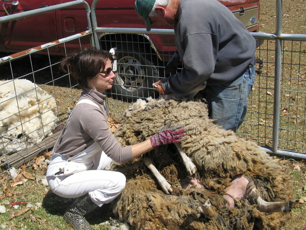 clun forest sheep shearing