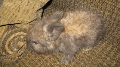 lilac baby bunny