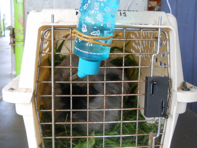 Zookie in his airline kennel ready to fly to Maui