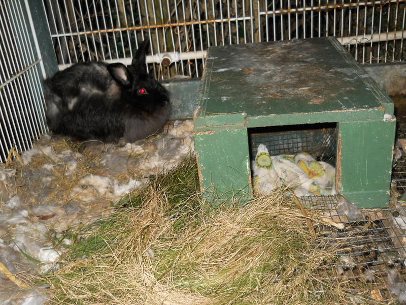 Darkstar in the corner of her hutch after her redecorating efforts