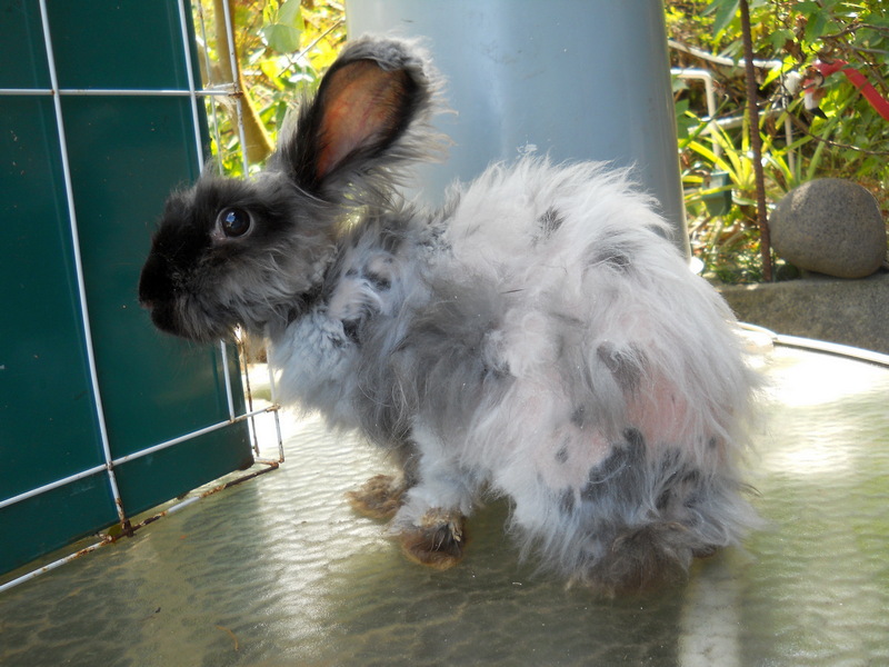 higgly piggly Janet after a fluff harvest