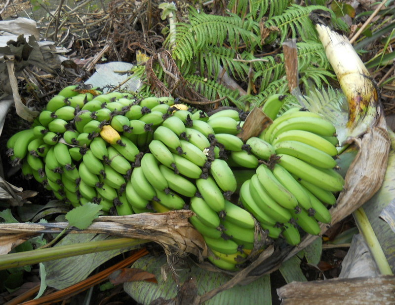 chinese dwarf banana stalk