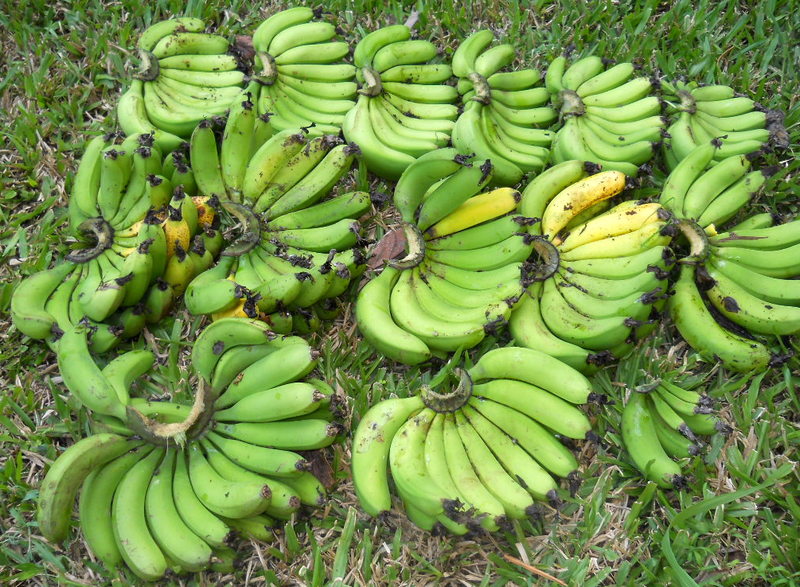 the stalk of bananas cut into hands