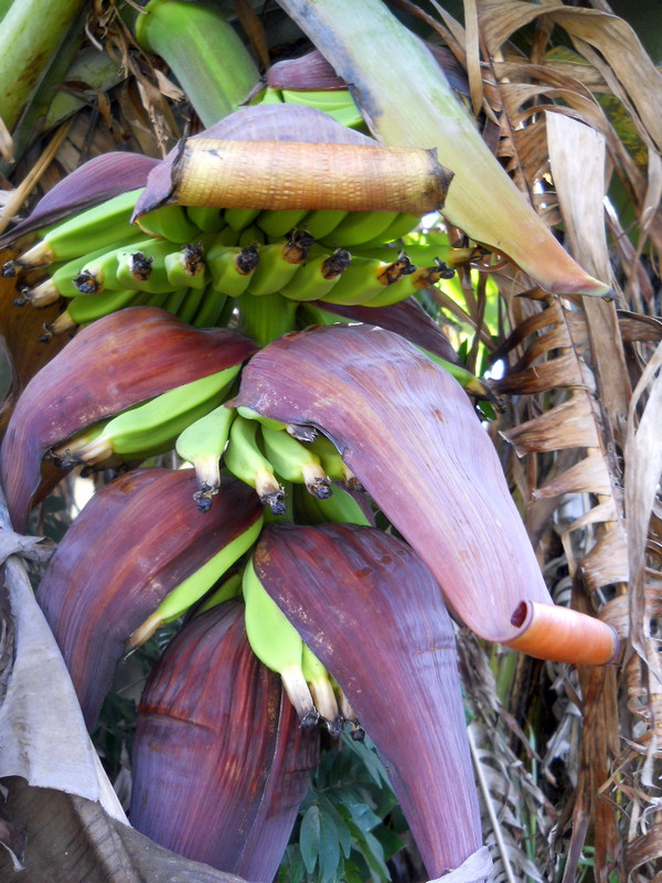 Banana Flower close up