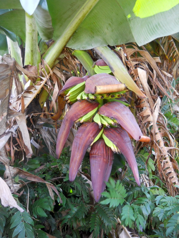 another Chinese Dwarf banana plant flowering