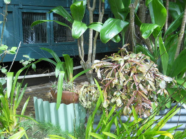 Christmas cactus near bunny hutch