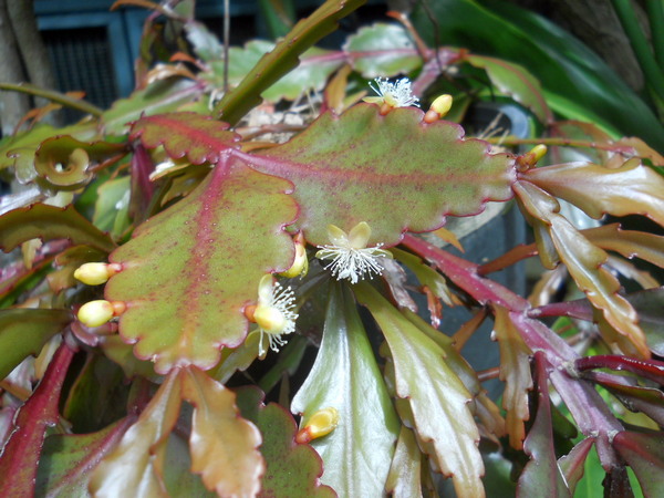 close up of Christmas cactus