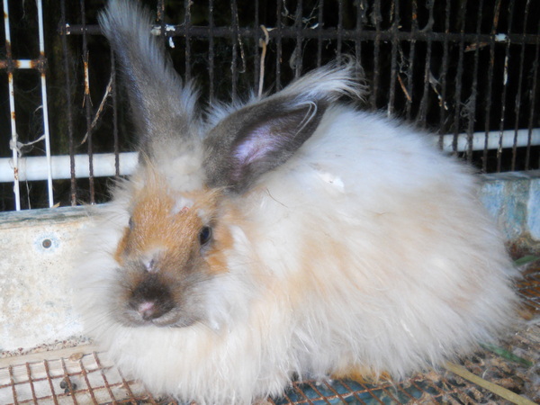 blond bunny with scratches on his nose