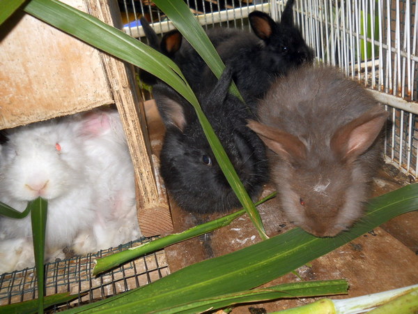 baby bunnies eating grasses