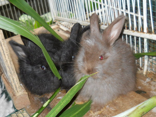 baby bunnies eating grasses