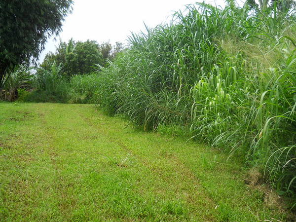 tall grass in the backyard