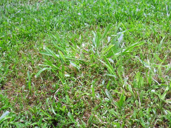 clump of guinea grass sprouting in the lawn