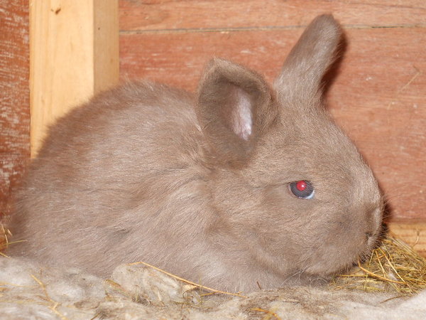 same gray baby bunny as before but now looks like a chocolate when the camera flash is used