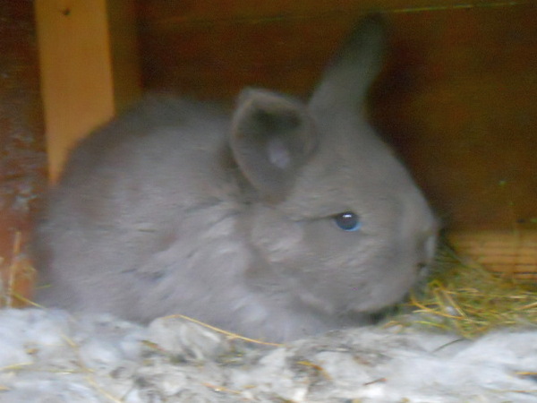 gray baby bunny