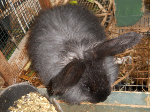 young black bunny