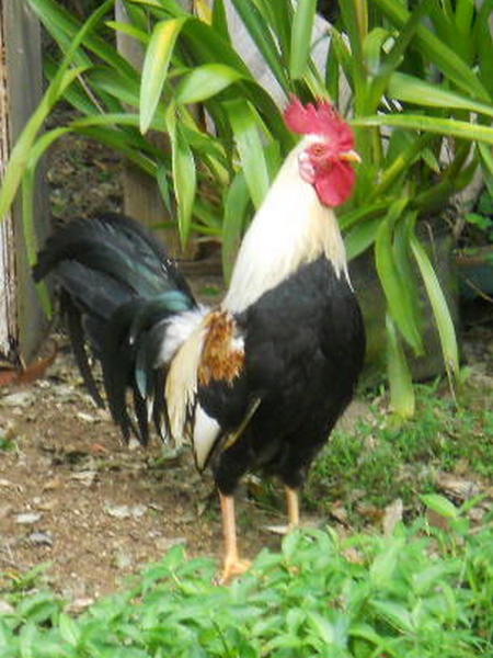 black and white rooster