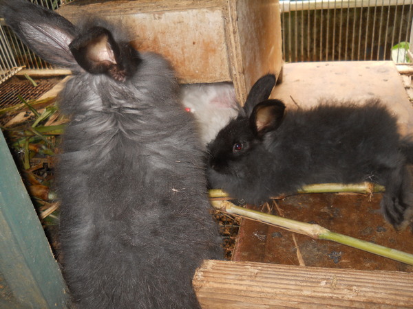 two young black bunnies