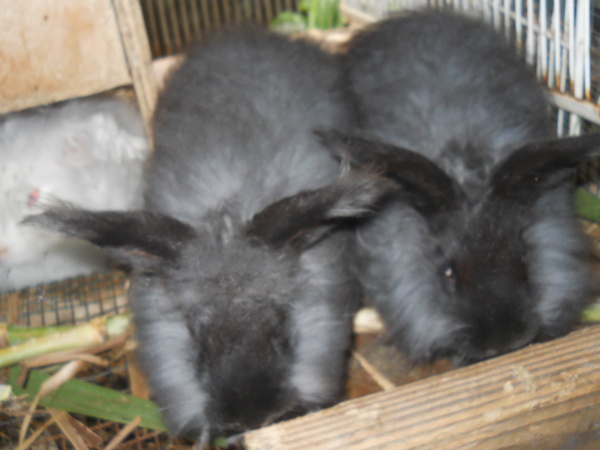 two young black bunnies