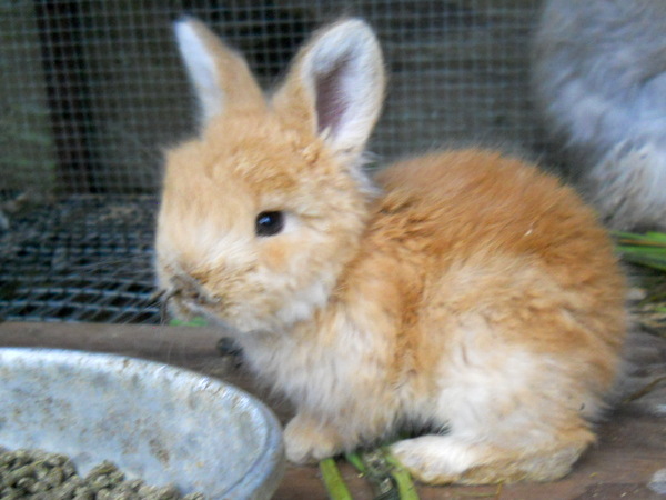 baby fawn bunny with dirty nose