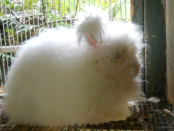 a white English angora with lots of wool still on her