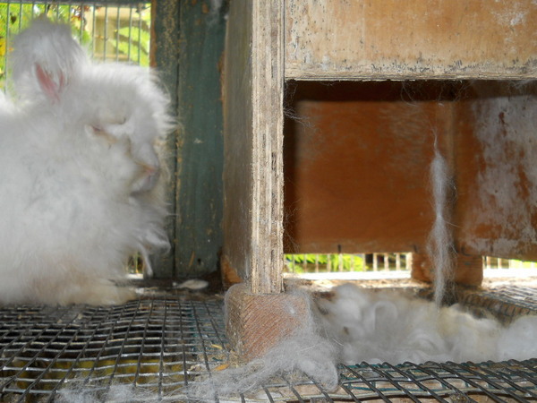 White English angora doe, Hillside Suzie, next to her nest box