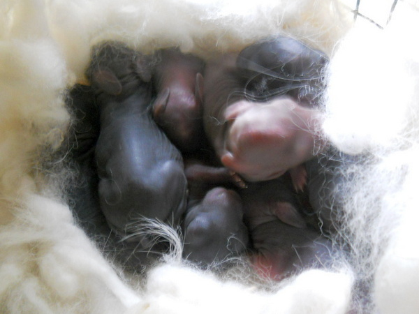 nest full of newborn baby bunnies