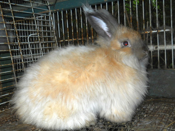 a blond tortoiseshell bunny