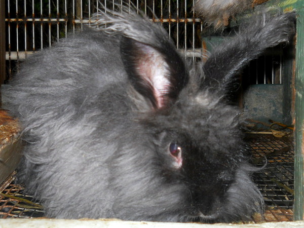 four month old black baby bunny